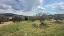 terreno-edificabile-urbanizzato-con-oliveto