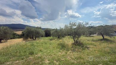Terreno edificabile urbanizzato con oliveto