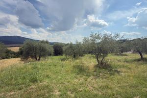 Terreno edificabile urbanizzato con oliveto