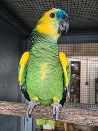 Amazzone Xanthopteryx