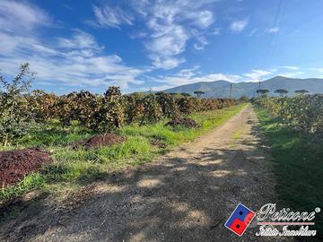 Terreno agricolo - Cellole