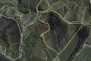 Terreni Gavi Doc Docg Dop vigneto nocciole