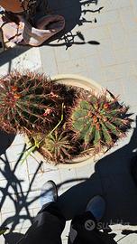Cactus da collezione Ferocactus Stainesii (Pilosus