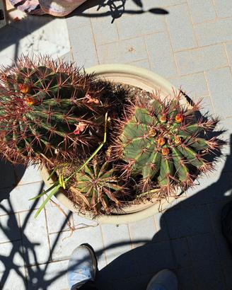 Cactus da collezione Ferocactus Stainesii (Pilosus