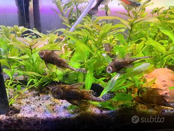 Ancistrus sp pesce pulitore - 3-8 cm