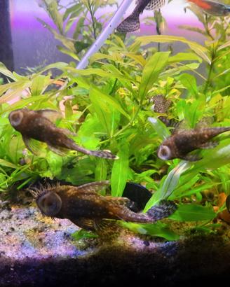 Ancistrus sp pesce pulitore - 3-8 cm