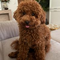 Monta barboncino toy