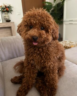 Monta barboncino toy