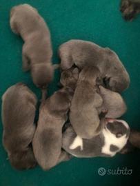Staffordshire bull terrier