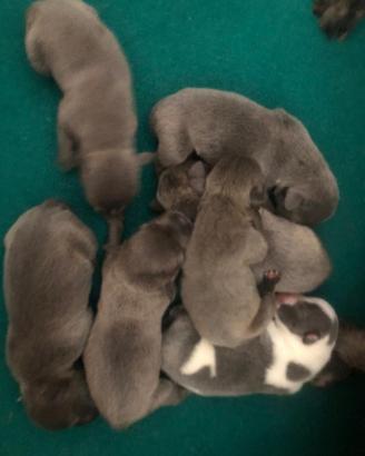 Staffordshire bull terrier