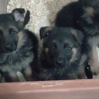 Cuccioli di pastore tedesco