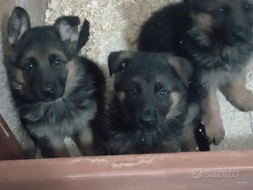 Cuccioli di pastore tedesco