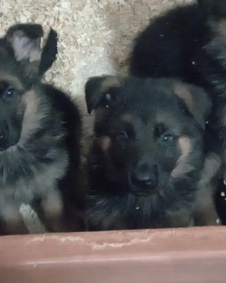 Cuccioli di pastore tedesco