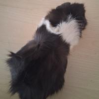 Cavie porcellini d'india