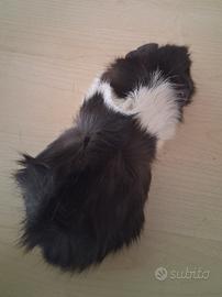 Cavie porcellini d'india