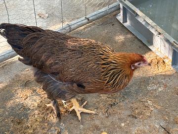 Coppia Brhama perniciato oro