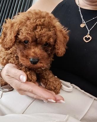 Barboncini M e F Toy Red alb .nero disponibili