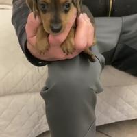 Bassotto femmina kaninchen ultima a 60 giorni legg