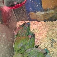 Pulli inseparabili allevati a mano