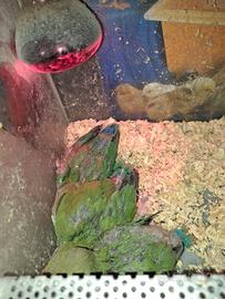 Pulli inseparabili allevati a mano