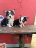 welsh-corgi-pembroke-con-pedigree-enci