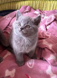 Cuccioli certosino con pedigree