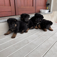 Cuccioli pastore tedesco