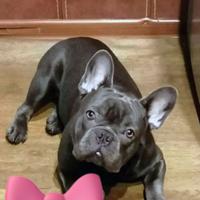 Cuccioli bulldog francesi blu solo maschietti