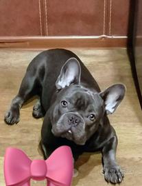 Cuccioli bulldog francesi blu solo maschietti
