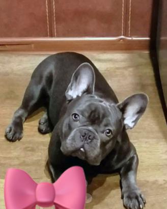 Cuccioli bulldog francesi blu M e F