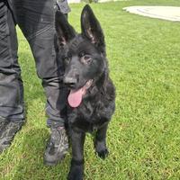 Cucciolo di Pastore Tedesco Nero