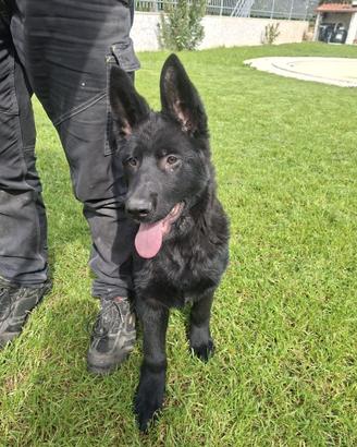 Cucciolo di Pastore Tedesco Nero