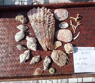 conchiglie lotto marino 