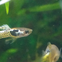 Pesci guppy ibridati con endler