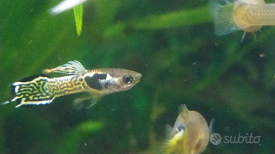 Pesci guppy ibridati con endler