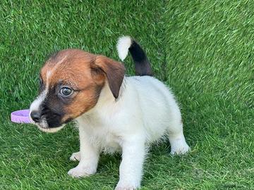 Jack russell broken