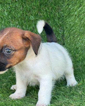 Jack russell broken
