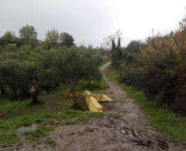 Uliveto 20.000 mq con 600 alberi