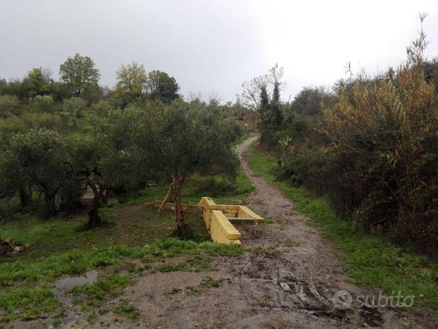 Uliveto 20.000 mq con 600 alberi