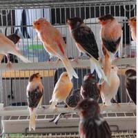 Canarini arlecchini portoghesi 2025