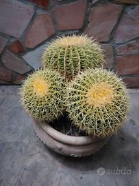L’Echinocactus grusonii(Cuscino della Suocera),