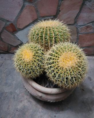 L’Echinocactus grusonii(Cuscino della Suocera),