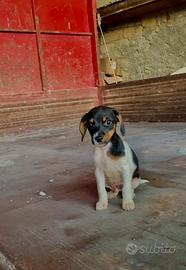 Bassotto-Jack russel terrier