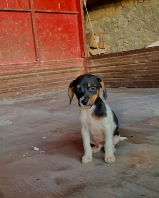 Bassotto-Jack russel terrier