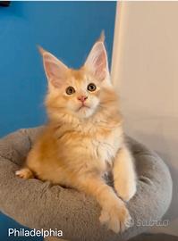 Tre cucciole maine coon