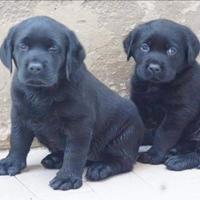 Labrador retriever cucciole nere