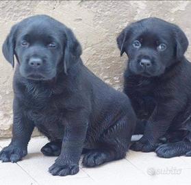 Labrador retriever cucciole nere