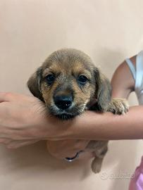 Cuccioli di Dorgi