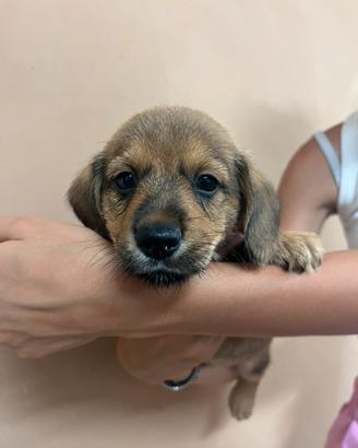 Cuccioli di Dorgi