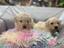 Immagine 21